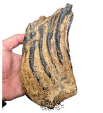 S338 - Nicely Preserved Huge Ice Age Woolly Mammoth (Mammuthus primigenius) Upper Molar Tooth