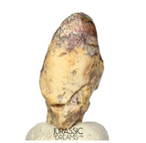 S506 - Exceedingly Rare Iguanodontian (cf Elrhazosaurus or Lurdusaurus) Dinosaur Tooth - Lower Cretaceous