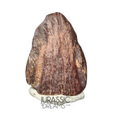 J120 - Exceedingly Rare Unidentified Basal Iguanodontian Dinosaur Ungual Claw