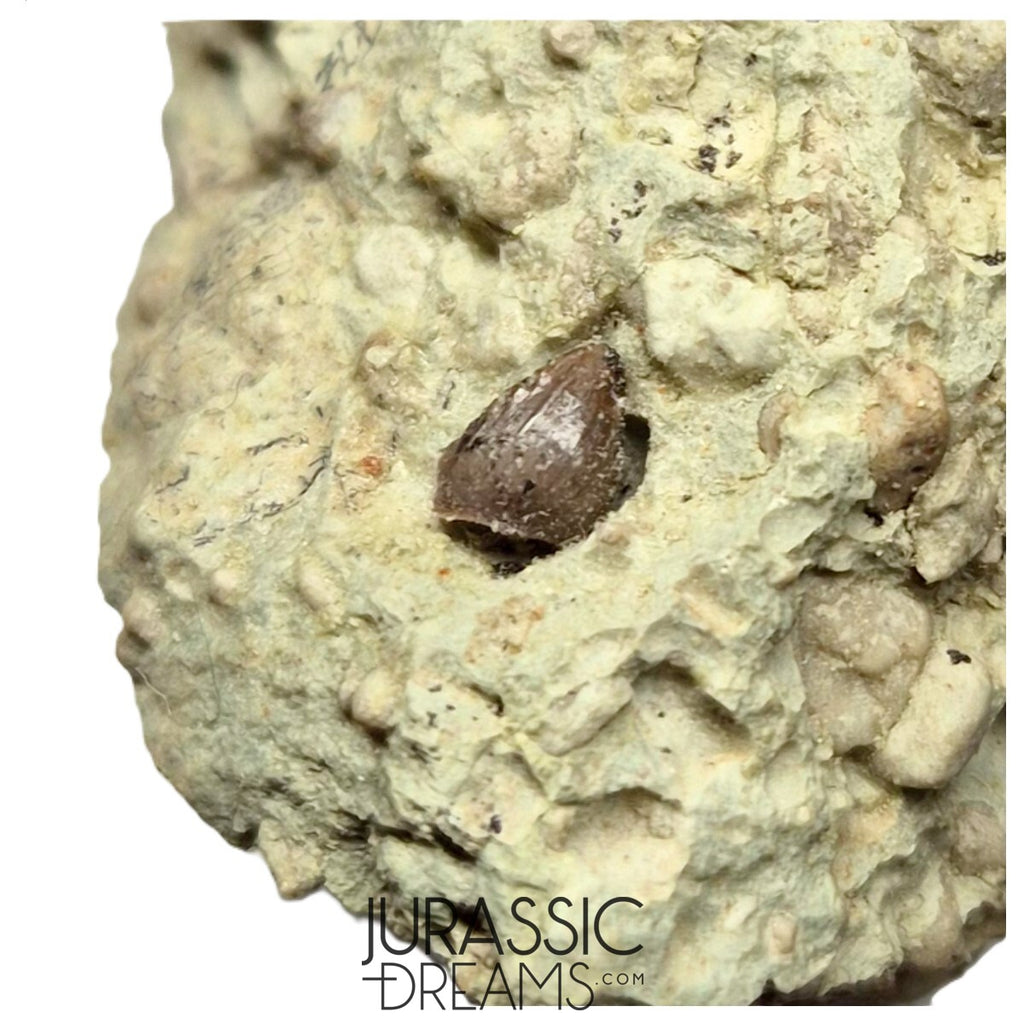 S134 - Exceedingly Rare Oldest Thyreophoran Dinosaur Tooth (Likely cf Spicomellus or Adratiklit) - El Mers Fm