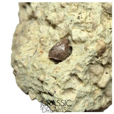 S134 - Exceedingly Rare Oldest Thyreophoran Dinosaur Tooth (Likely cf Spicomellus or Adratiklit) - El Mers Fm