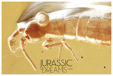 J13 - Large Nice SPRINGTAIL Collembola Fossil Inclusion Genuine BALTIC AMBER + HQ Picture