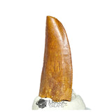 20203 - Unusual Large Abelisaurid Dinosaur Tooth - Cretaceous KemKem Beds