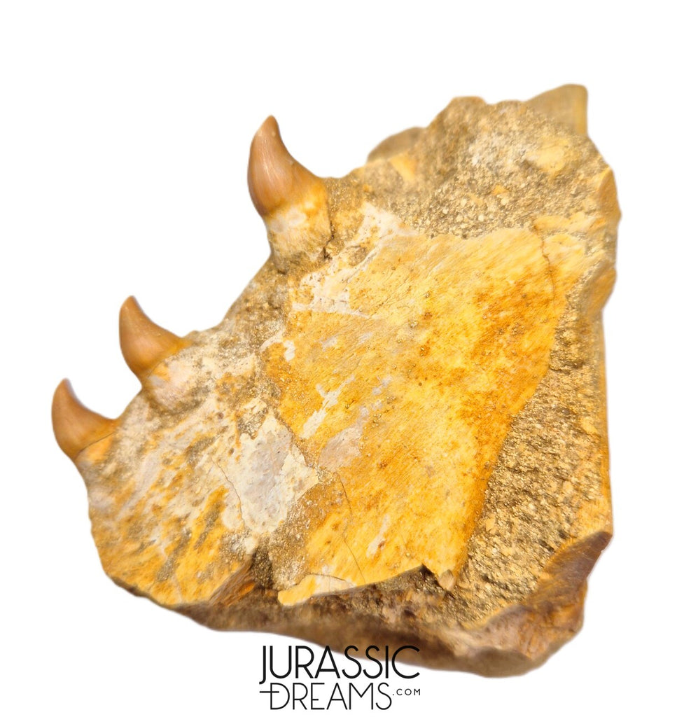 S265 - Beautiful Halisaurus arambourgi (Mosasaur) Partial Right Maxillary - Late Cretaceous