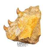 S265 - Beautiful Halisaurus arambourgi (Mosasaur) Partial Right Maxillary - Late Cretaceous