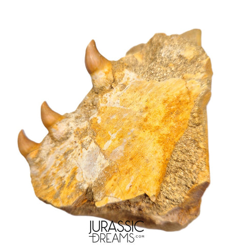 S265 - Beautiful Halisaurus arambourgi (Mosasaur) Partial Right Maxillary - Late Cretaceous