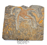 S269 - Huge Nicely Preserved Ordovician Aged Brittle Star (Ophiura sp)