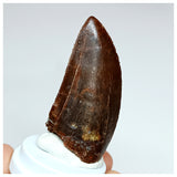 1013 - Gem Grade Carcharodontosaurus saharicus 2.36'' Dinosaur Tooth KemKem