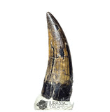 20239 - Nicely Preserved Large Suchomimus tenerensis Dinosaur Tooth