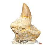 S305- Finest Grade Gavialimimus almaghribensis (Rare Mosasaur species) Tooth in Maxilla bone