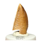 S47 - Large Serrated Majungasaurus crenatissimus Abelisaurid Dinosaur Tooth