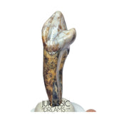 S242 - Nicely Preserved Huge Ice Age Cave Bear (Ursus spelaeus) Incisor Tooth