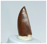 1060 - Gem Grade Abelisaurid 0.98'' Dinosaur Tooth