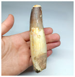 1190 -Amazing Large Fully Rooted Spinosaurus aegyptiacus Dinosaur Tooth