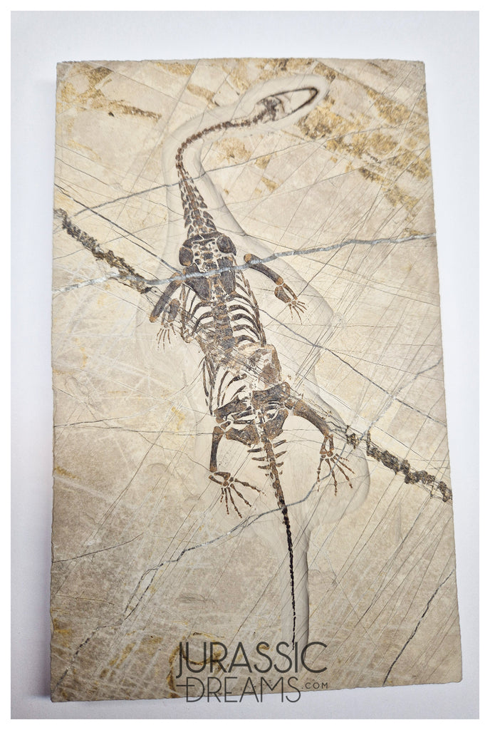 S49 - Superb Top Quality Keichousaurus hui Early Triassic Marine Reptile