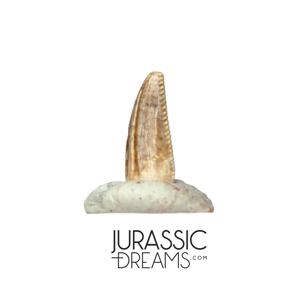 S219 - Top Rare Dromaeosaurid Raptor Theropod Dinosaur PREMAXILLARY Tooth - Judith River Fm