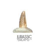 S219 - Top Rare Dromaeosaurid Raptor Theropod Dinosaur PREMAXILLARY Tooth - Judith River Fm