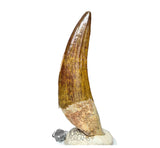 20027 - Gem Grade Large Suchomimus tenerensis Dinosaur Tooth - Lower Cretaceous IN CATAWIKI AUCTION NOW
