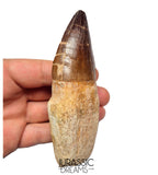 S351 - Huge Thalassotitan atrox (Largest known mosasaur species) Rooted Tooth - VISIBLE CARINA