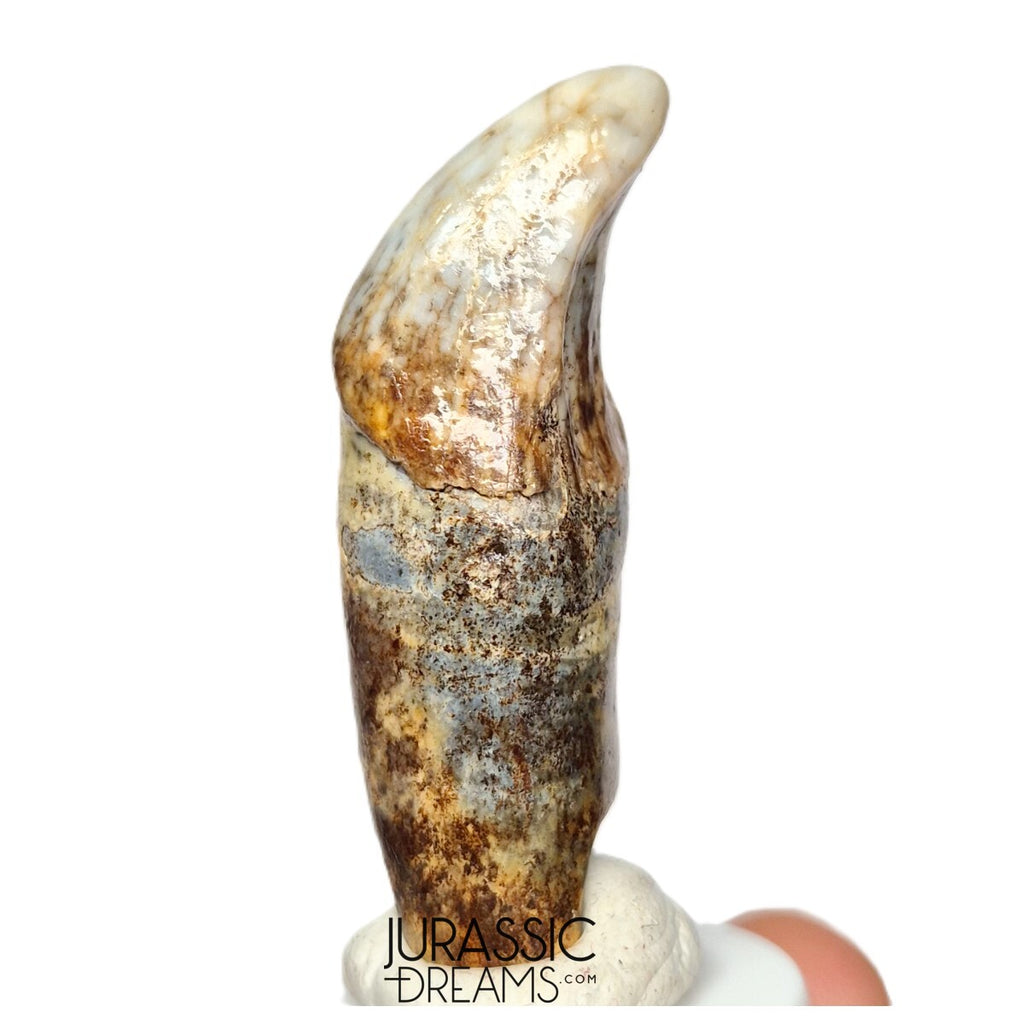 S238 - Gem Grade Huge Ice Age Cave Bear (Ursus spelaeus) Pre-Canine Tooth