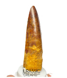 S293 - Nicely Preserved Spinosaurus aegyptiacus Dinosaur Tooth - Red Sanstone Beds