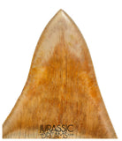 J563 - Gem Grade Huge Killer Megalodon Tooth from Rare Indonesia Location