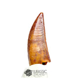 20187 - Gem Grade Abelisaurid Dinosaur Tooth - Cretaceous KemKem Beds