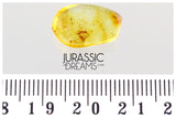 J371 - 2 Nice GNATS Sciaridae Rare Fossil Inclusion in Genuine BALTIC AMBER + HQ Picture