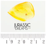 J12 - Great CHALCID WASP Chalcidoidea Fossil Inclusion Genuine BALTIC AMBER + HQ Picture