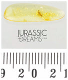 J32 - APHID Hormaphidinae Fossil Inclusion Genuine BALTIC AMBER + HQ Picture