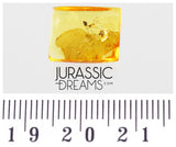 J385 - Superb Looking Ant FORMICINAE Fossil Inclusion Genuine BALTIC AMBER + HQ Picture