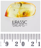 J453 - Nice ICHNEUMON WASP Ichneumonidae Fossil Inclusion Genuine BALTIC AMBER + HQ Picture