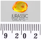 J359 - SPIDER Araneae Rare Fossil Inclusion in Genuine BALTIC AMBER + HQ Picture