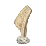 J118 - Top Rare Ornithocheirid Pterosaur Claw - Lower Cretaceous  Elrhaz Fm