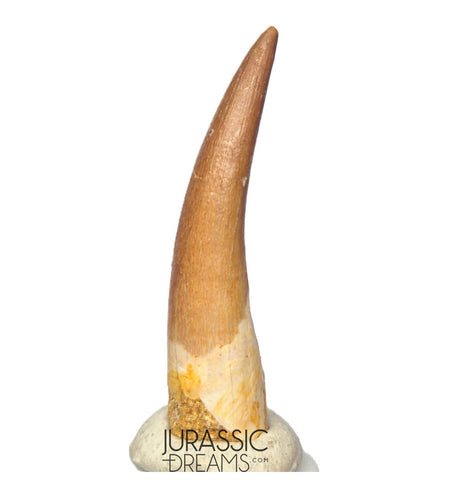 S253 - Stunning Large Zarafasaura oceanis (Elasmosaur) Partially Rooted Tooth - Late Cretaceous