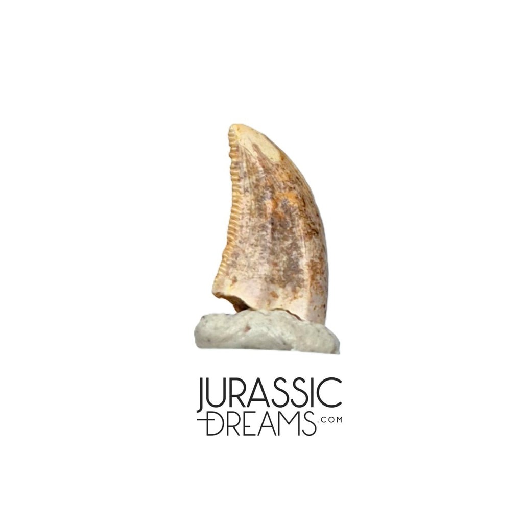 S136 - Top Rare Acheroraptor temertyorum (Dromaeosaurid Raptor Theropod) Dinosaur Tooth - Lance Creek Fm