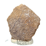 J202- Exceedingly Rare Saltasaurus Titanosaur Egg Shell - Late Cretaceous Anacleto Fm