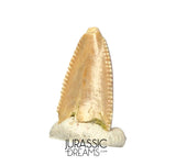 S319 - Top Rare Majungasaurus crenatissimus Abelisaurid Dinosaur PREMAXILLARY Tooth
