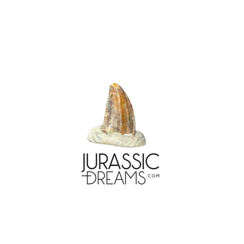 S221 - Exceedingly Rare Zapsalis abradens (Dromaeosaurid Raptor Theropod) Dinosaur Tooth - Judith River Fm