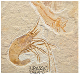S245 - Top Association Fossil Shrimp Carpopenaeus sp + Sedenhorstia sp Fossil Fish - Cretaceous Lebanon