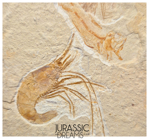 S245 - Top Association Fossil Shrimp Carpopenaeus sp + Sedenhorstia sp Fossil Fish - Cretaceous Lebanon