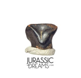 J427 - Exceedingly Rare Denversaurus schlessmani Nodosaurid Armored Dinosaur Tooth - Lance Creek Fm