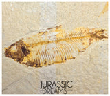 S363 - Mass Mortality Plate "Diplomystus dentatus" + "Knightia eocaena" Fossil Fishes - Eocene Age from USA