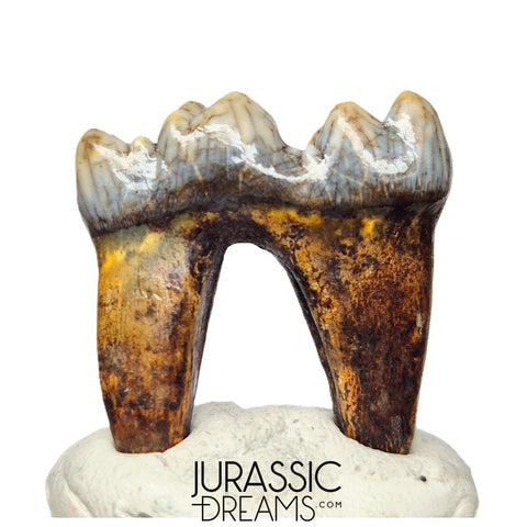 S240 - Gem Grade Ice Age Cave Bear (Ursus spelaeus) Lower Dentary Molar Tooth (M1)