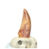 20138 - Gem Grade Abelisaurid Dinosaur Tooth - Cretaceous KemKem Beds