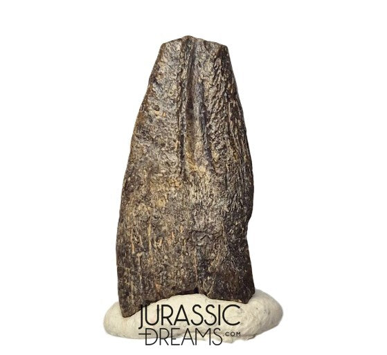 J336 - Rare Juvenile Spinosaurid Dinosaur (cf Suchomimus) Foot Claw - Elrhaz Fm