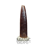 S63 - Top Rare Nigersaurus taqueti Sauropod Dinosaur Tooth