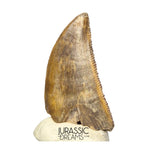 S263 - Large Nicely Preserved Majungasaurus crenatissimus Abelisaurid Dinosaur Tooth