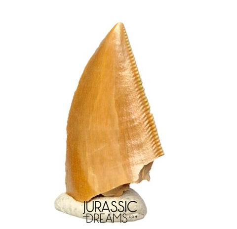 S395 - Finest Quality Majungasaurus crenatissimus Abelisaurid Dinosaur Tooth - Late Cretaceous