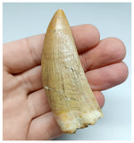 1155 - Outstanding Well Preserved Carcharodontosaurus saharicus Dinosaur Tooth